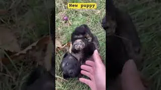 Thumbnail: New puppy 😍😍♥️