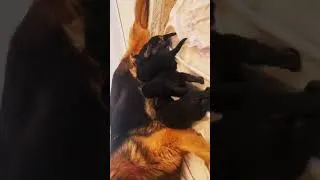 Thumbnail: My dog ​​gave birth successfully and now we have beautiful puppies😍😍 #dog #puppy