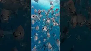 Thumbnail: Best Fishing Camera Footage Ever?