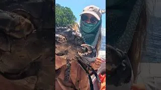 Thumbnail: GIANT MUDCRAB with Handspear