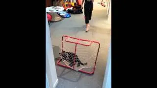 Thumbnail: Marvin The Cat Shows Off His Ball Hockey Skills In Net