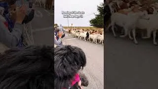 Thumbnail: 600 Goats at Work 🐐 Studio Knit Stories