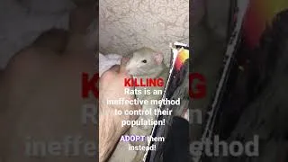 Thumbnail: Rat Facts #1 🐀