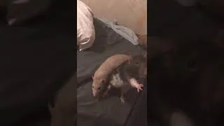 Thumbnail: Goblins on my Bed
