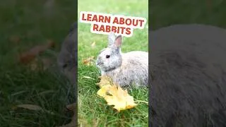 Thumbnail: Learn About Animals! 🐰 | Meet the Rabbit | Pok Pok