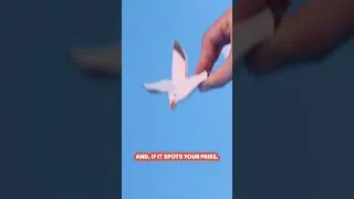 Thumbnail: Watch Out for the Seagull! 🐦 | Learn About Animals | Pok Pok #Shorts