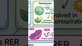 Thumbnail: NEET Biology: Quick Concept - Cell Biology #studyclick #studyclickindia #neet2026 #reneet