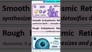 Thumbnail: NEET Biology: Quick Concept - Ribosome Assembly #studyclick #studyclickindia #neet2026 #reneet