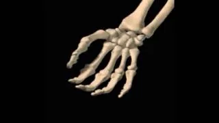 Thumbnail: Wrist Flexion/Extension Animation