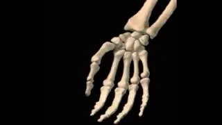 Thumbnail: Wrist Circumduction Animation