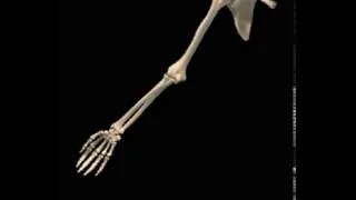 Thumbnail: Humerus Circumduction Animation