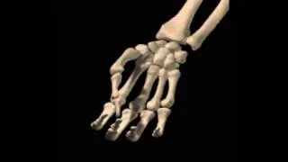 Thumbnail: Hand Opposition Animation