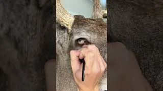 Thumbnail: Finishing a Whitetale Deer Eye #fyp