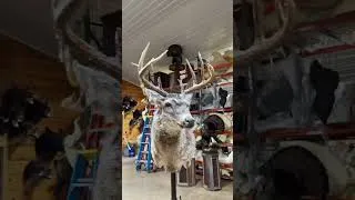 Thumbnail: Texas Ice Storm Buck #taxidermy #fyp #deer