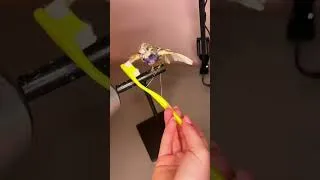 Thumbnail: Bird Taxidermy #fyp