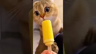 Thumbnail: Cute cat dance 😸 #cat #funnycats #trending  #funny #cute #shorts