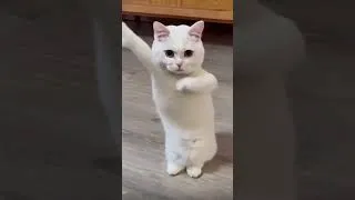 Thumbnail: #cat #cats #funnycat #catlife #kitty #kittens