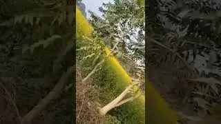 Thumbnail: My village my  heaven ❣️ #song #love #village life #Life #responsibility