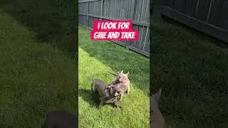 Thumbnail: Dog Intro Tips: Get That Leash Off!