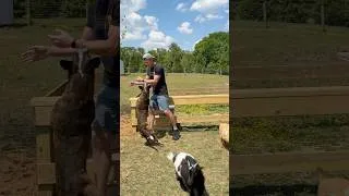 Thumbnail: 3 Steps to Introduce Your Dog to a Cat, Goat, or Other Prey Animal!