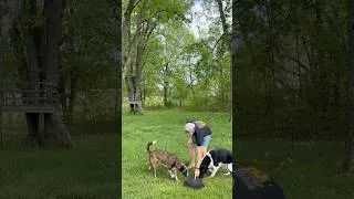 Thumbnail: Training Rear End Awareness - The End Shows Why #dogtraining #dogtrainer
