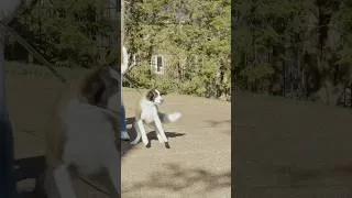 Thumbnail: The 0.25 Second Rule for Reactive Dogs