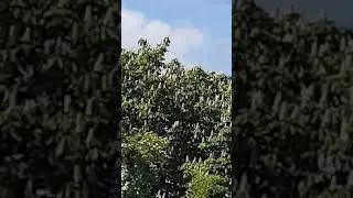 Thumbnail: Avro Lancaster flypast - Hardwick Hall