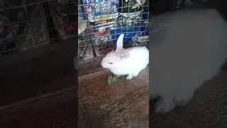 Thumbnail: Rabbit is eating grass
