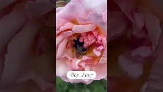 Thumbnail: Busy little bee, blooming among the roses 🐝🌹✨