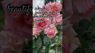 Thumbnail: Beautiful rose Compassion: battered by the wind and rain but still so beautiful #naturesbeauty