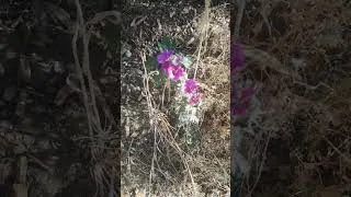 Thumbnail: Malva sylvestris (Common Mallow) #agroforestry