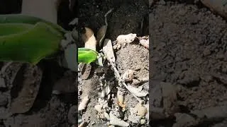 Thumbnail: Canary Islands dragon tree (Dracaena draco) #agroforestry