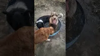 Thumbnail: A dog's life #agroforestry