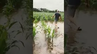 Thumbnail: [New Farmer] is this the end already?