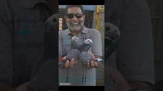 Thumbnail: PURE DASU MADRASI PIGEOS OF TAPAS GHOSH PIGEON LOFT - CHANDANNAGAR #pigeonshorts #dasumadrasipigeon