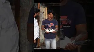 Thumbnail: TEDDY WITH GOLDEN PIGEON PAIR OF MILAN SEKH PIGEON  - MURSHIDABAD #pigeonshorts #teddypigeonshorts