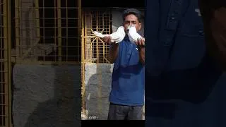 Thumbnail: 35 SIALKOTI PIGEON PAIR OF SARJEN SEKH PIGEON LOFT - MURSHIDABAD #pigeonshorts #sialkotipigeonshorts