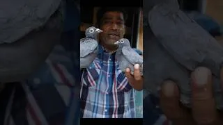 Thumbnail: MAGNET GOLA BREED MADRASI PIGEONS OF AMIR BHAI LOFT #pigeonshortvideo #magnetmadrasipigeon