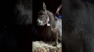 Thumbnail: If there’s anything cuter than a donkey rolling in clean shavings, I’m not sure what it is! 🥰