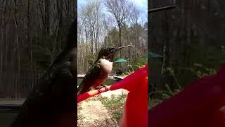 Thumbnail: I’m obsessed with our new Birdfy hummingbird feeder!