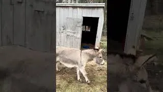 Thumbnail: Vegas the mini donkey 🫏 goes into party mode! 🎉 we are loving our new additions to the farm!
