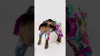 Thumbnail: Celebrating Gretel. Newborn goats in pajamas are good for the heart! ❤️ ps… that wink is for you!