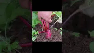 Thumbnail: harvesting red radish