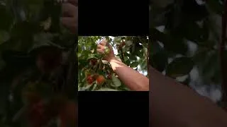 Thumbnail: harvesting rambutan