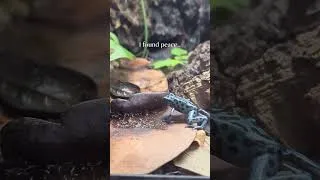 Thumbnail: Grateful for the quiet companionship of every animal in my vivarium room. 🐸 🦎 🌿 #VivariumLife