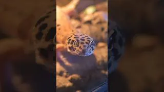 Thumbnail: Shadowflare the big dinosaaaaur 🦖 #leopardgecko #reptilesofinstagram #dinosaur