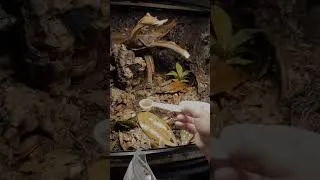 Thumbnail: Building a #bioactive Chameleon Gecko #vivarium 🦎