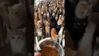 Thumbnail: 🐱 開飯前一秒｜全場貓貓叫到震天 😆