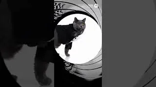 Thumbnail: 🐱 當貓咪變成007｜型到最後一秒出事 🎬🐱 What If James Bond Was a Cat? 🎬