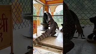 Thumbnail: गोहरे ने शिवलिंग पर रखा हीरा चुरा लिया फिर क्या हुआ ..! 😱💎